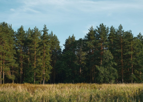 forest-glade-against-background-pine-forest-summer-sunset-background-blue-sky-with-clouds-natural-landscape_166373-1666