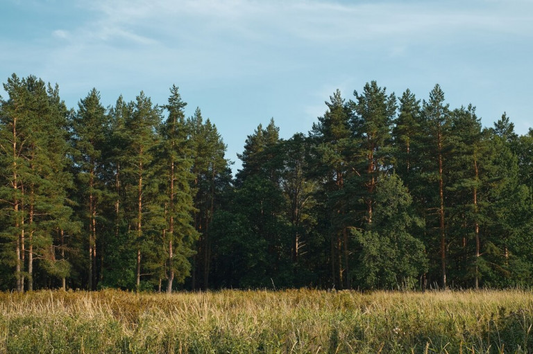 forest-glade-against-background-pine-forest-summer-sunset-background-blue-sky-with-clouds-natural-landscape_166373-1666