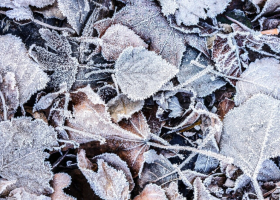 close-up-top-view-fallen-autumn-leaves-covered-with-ice-crystals_181624-30327-800x531