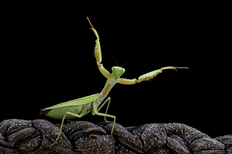 giant-shield-mantis-closeup-with-self-defense-position-branch