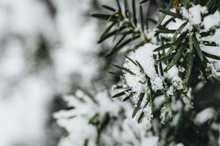 closeup-spruce-covered-with-snow_53876-95401