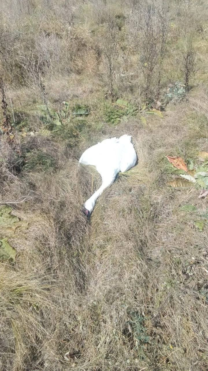 фото Большой Воронежский