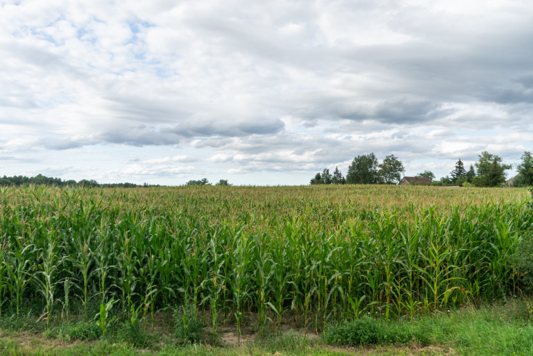 Mesmerizing shot of scenic and cloudy sky above the field