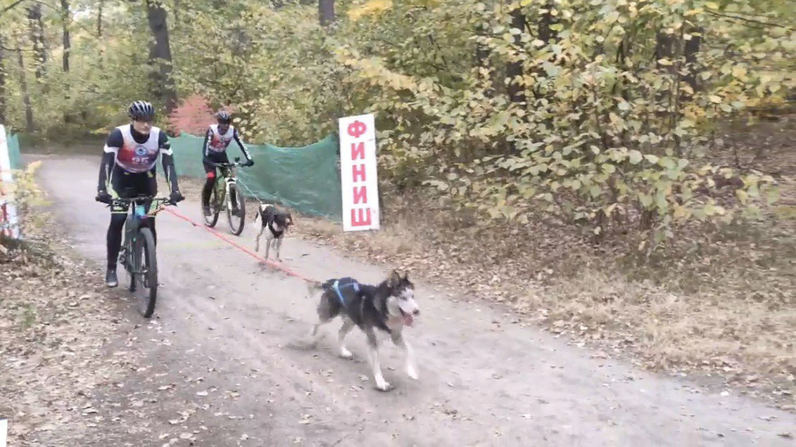 Фото: скрин видео 