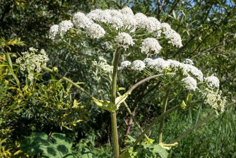 poisonous-plant-hogweed-closeup-weed-dangerous-humans_437105-3086